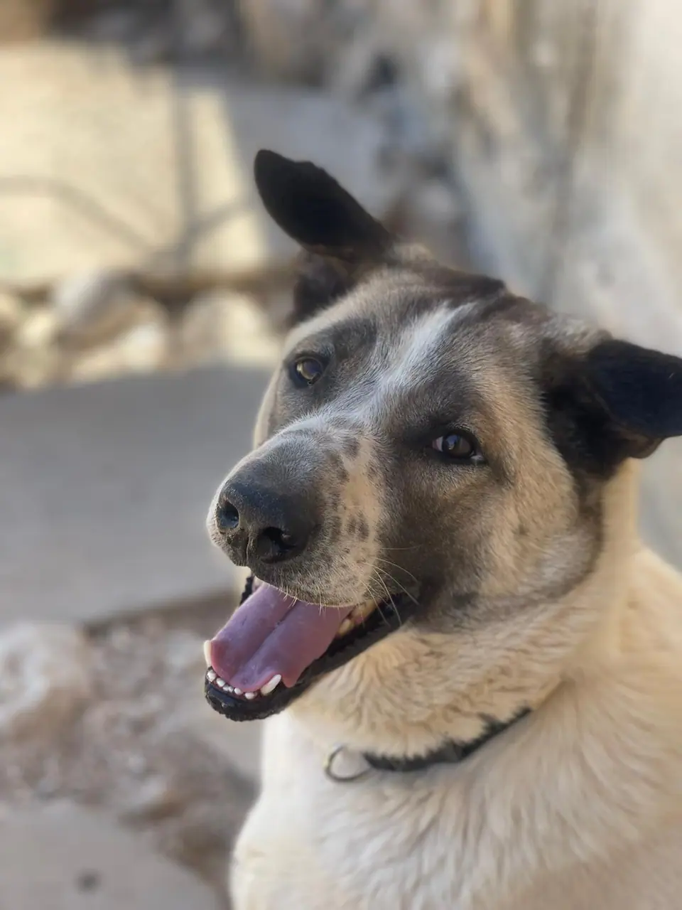 Max, כלב לאימוץ בירושלים
