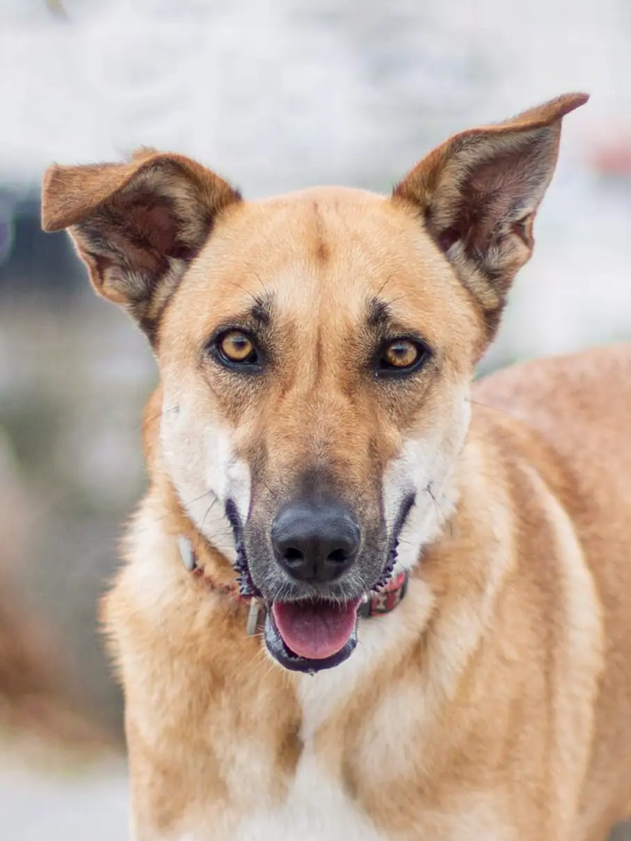 Bella, כלבה לאימוץ בירושלים