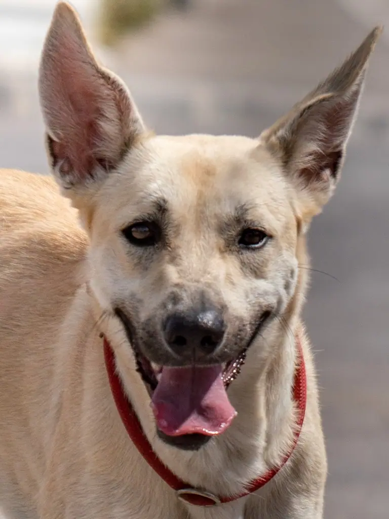 Zoe, כלבה לאימוץ בירושלים