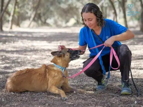 מואנה, כלבה לאימוץ בכפר רות