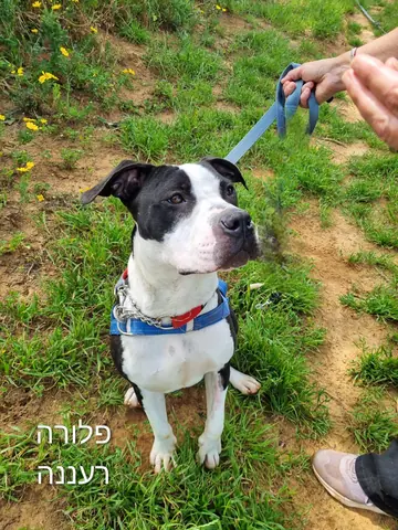 פלורה, כלבה שמחפש/ת בית ברעננה