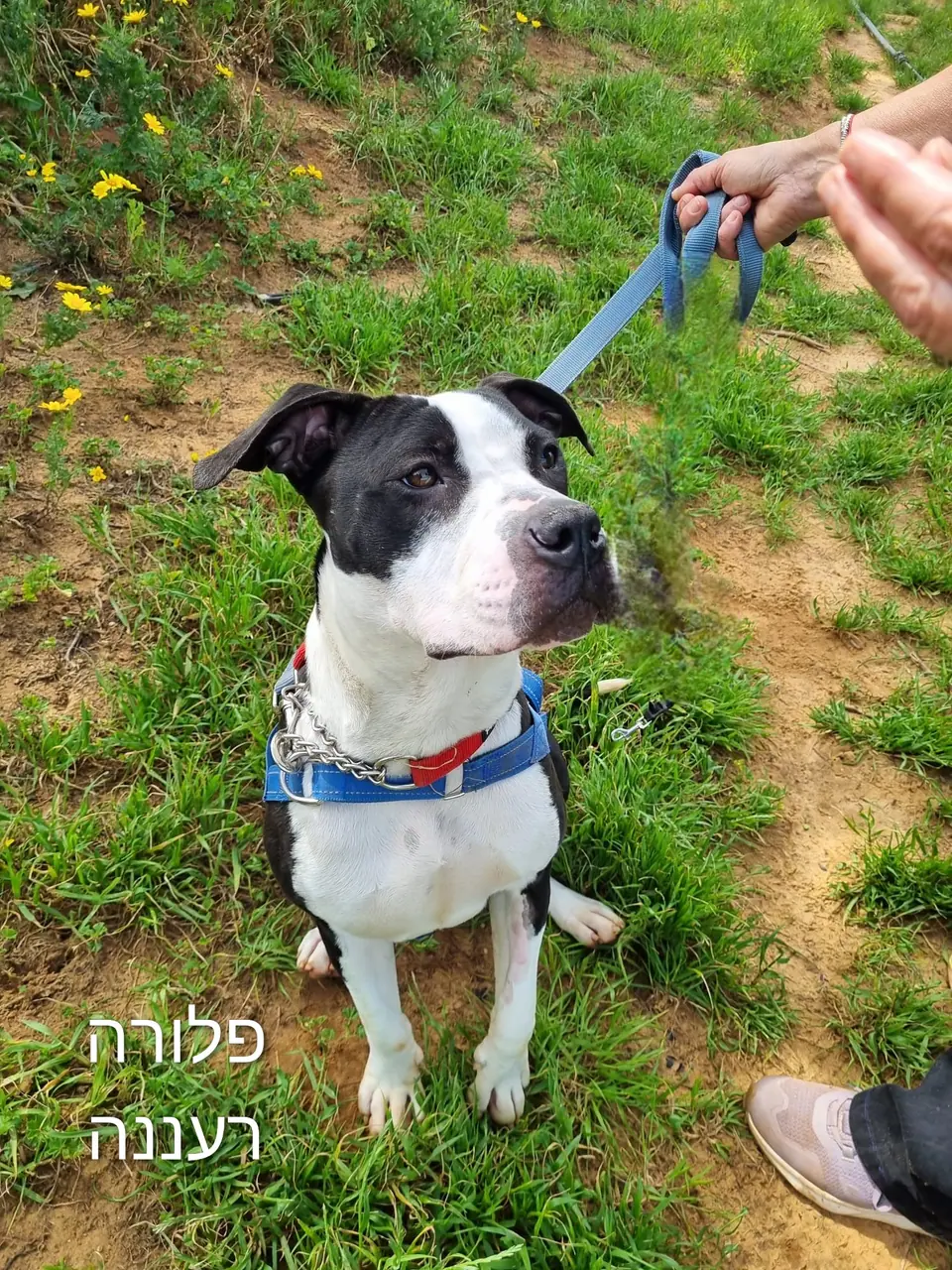 פלורה, כלבה לאימוץ ברעננה