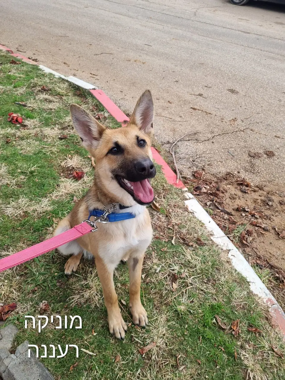 מוניקה, כלבה לאימוץ ברעננה